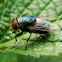 Blue bottle fly