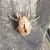 Cicada nymph skin