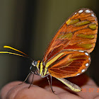 Heraldica Clearwing Butterfly