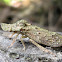 Horned Leafhopper