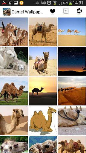 Camel Wallpapers