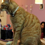 貓旅行咖啡輕食館