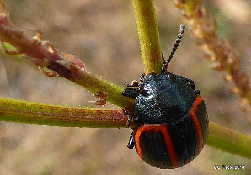 Blue Heliotrope Leaf Beetle