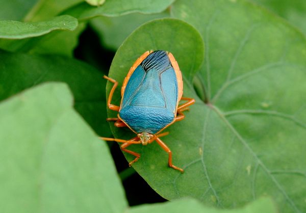 Turquoise Shield Bug