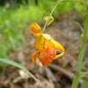 Spotted  Jewelweed; Touch-me-not