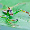 Green Jumping Spider (Male)