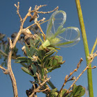 Prairie Tree Cricket