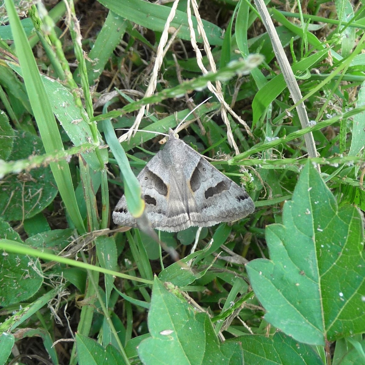 Clover Looper Moth