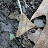 Discolored Renia Moth