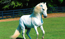 かわいい馬の壁紙 Androidアプリ Applion