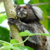 Tufted Ear Marmoset