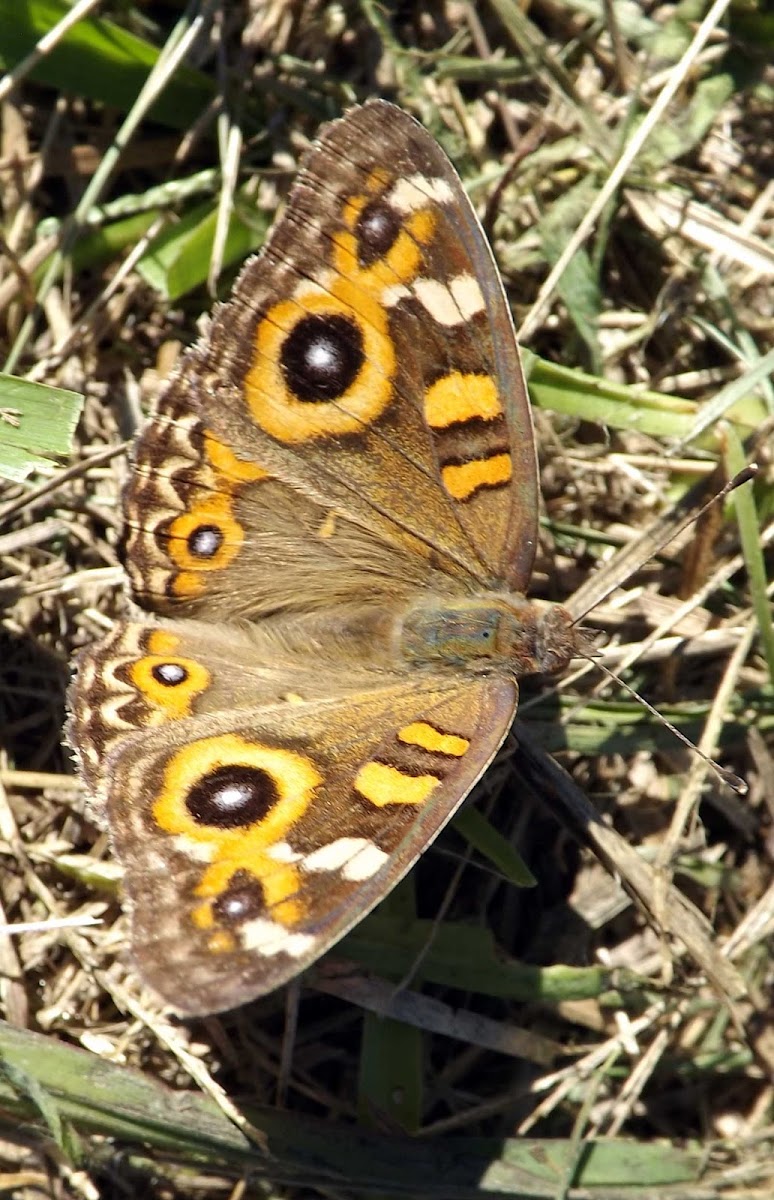 Meadow Argus Butterfly
