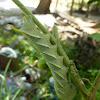 Asian Death's-head Hawkmoth caterpillar