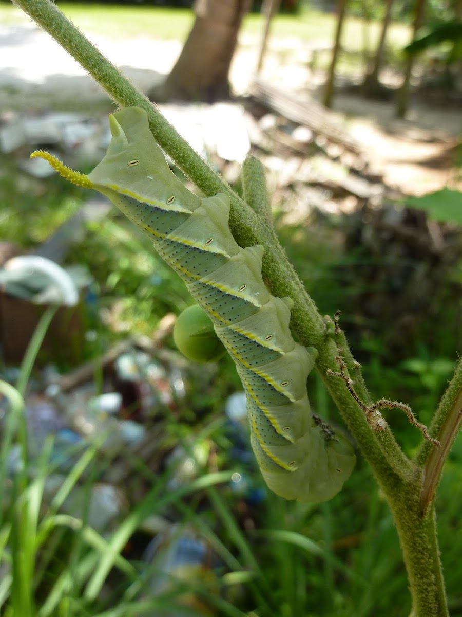 Asian Death's-head Hawkmoth caterpillar