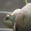 Veiled chameleon (females)