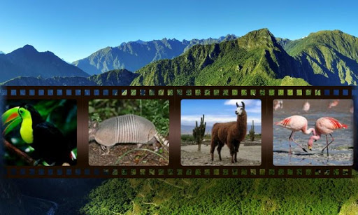 Best South American Animals