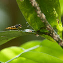 Micropezidae