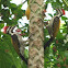 Black Rumped Flameback