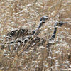 White-bellied Bustard