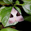 Dichromia moth