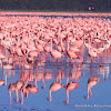 Lesser Flamingo