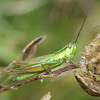 Small Gold Grasshopper