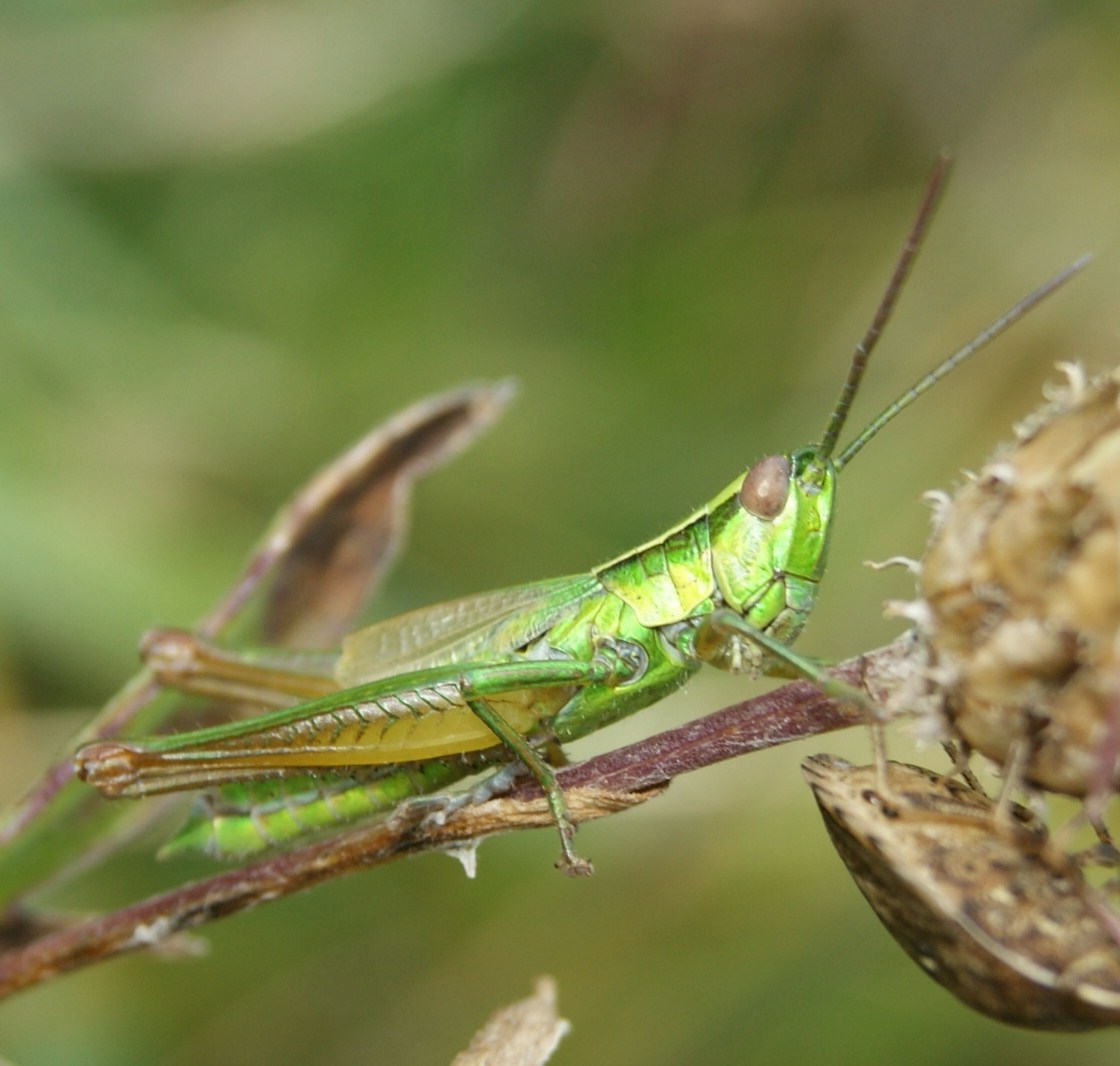Small Gold Grasshopper