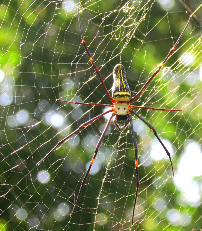 Nephila pilipes