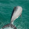 Hectors Dolphin 