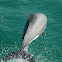 Hectors Dolphin 
