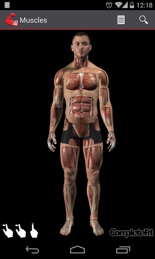 CompleteFit Muscles Reference