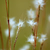 Little Bluestem