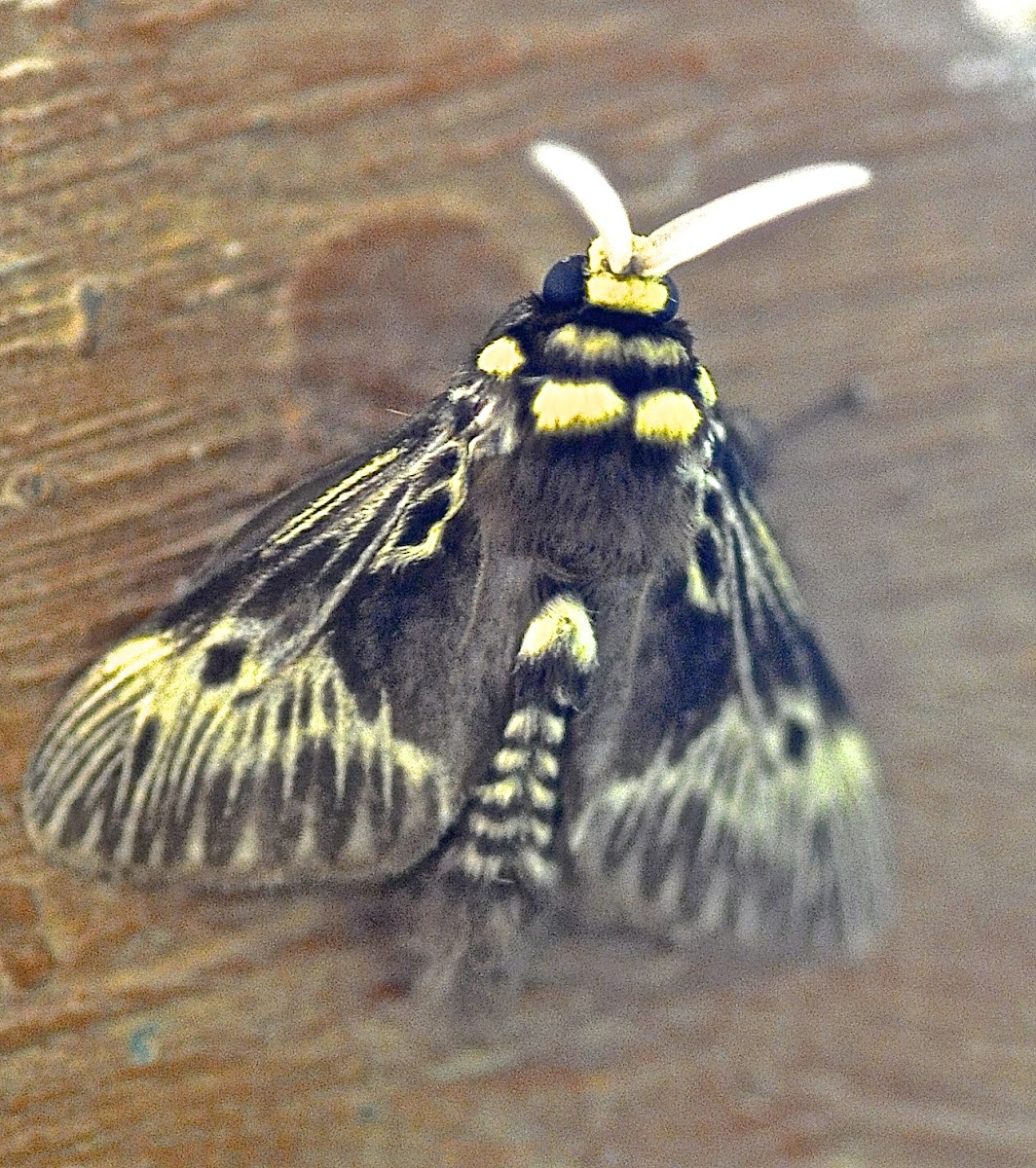 Flannell Moth