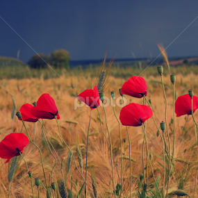 by Teglas Marin - Flowers Flowers in the Wild