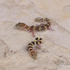 Texas Banded Gecko (adult and young)