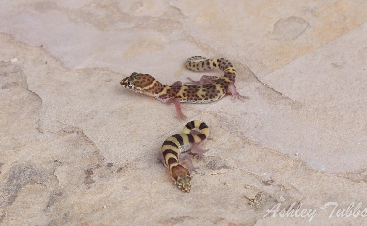 Texas Banded Gecko (adult and young)