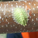 Crowned Slug Moth Caterpillar