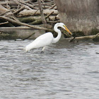 great egret