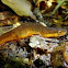 Eastern (Red-Spotted) Newt