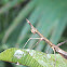 walkingstick mimic/horsehead grasshopper