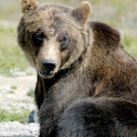 Bears Photo Book