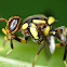 Papaya fruit fly