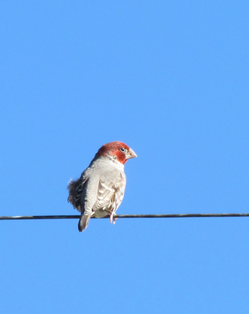 Red-Headed Finch