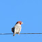 Red-Headed Finch