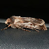 Pink/Brown Cutworm - female