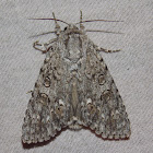 Dagger Moth