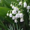 Lily of the Vally