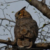 Great Horned Owl