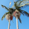 King palm or Bangalow palm