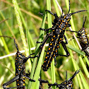 Locust nymphs
